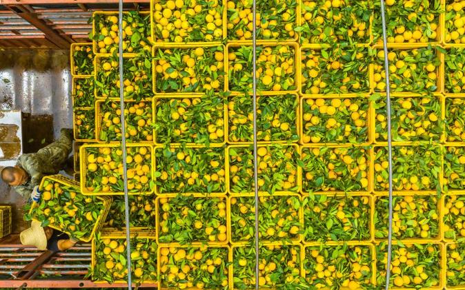 Scientists discover key to fighting citrus ‘cancer’